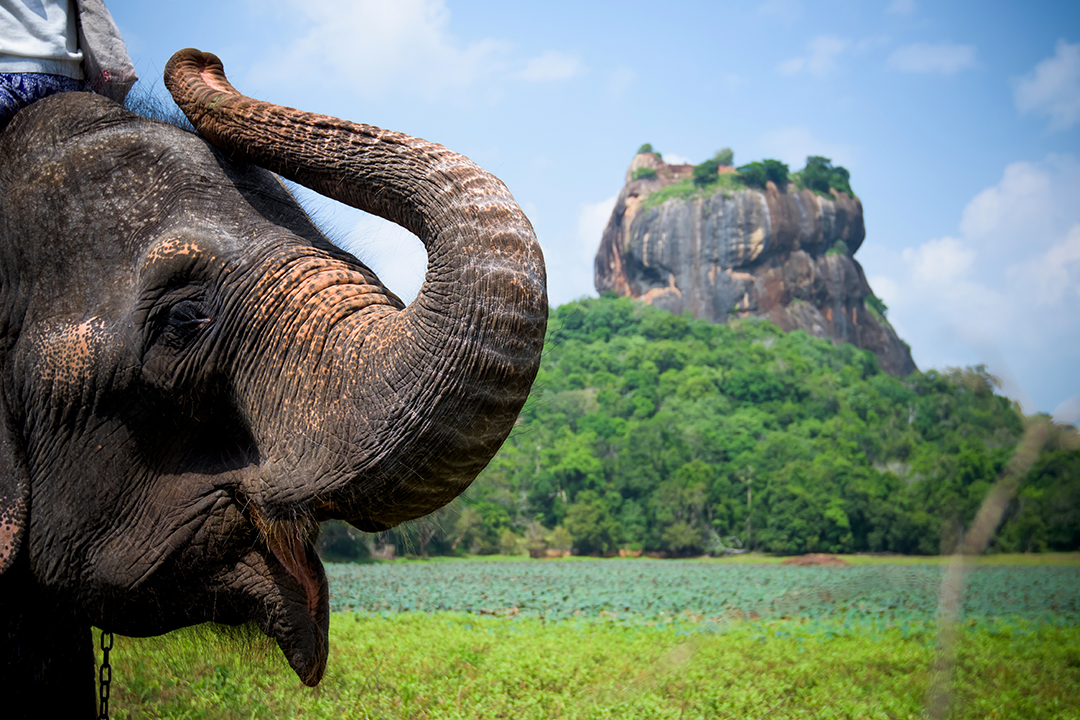 Top 5 National Parks In Sri Lanka For A Safari Trip