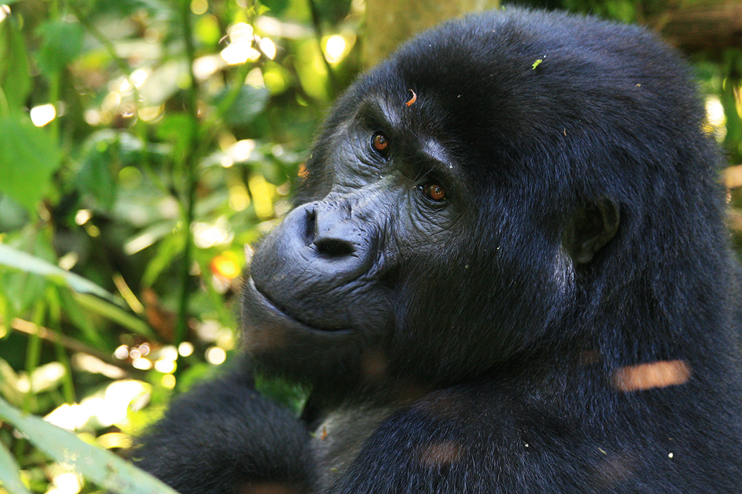 Discovering The Beauty Of Gorilla Trekking In Rwanda