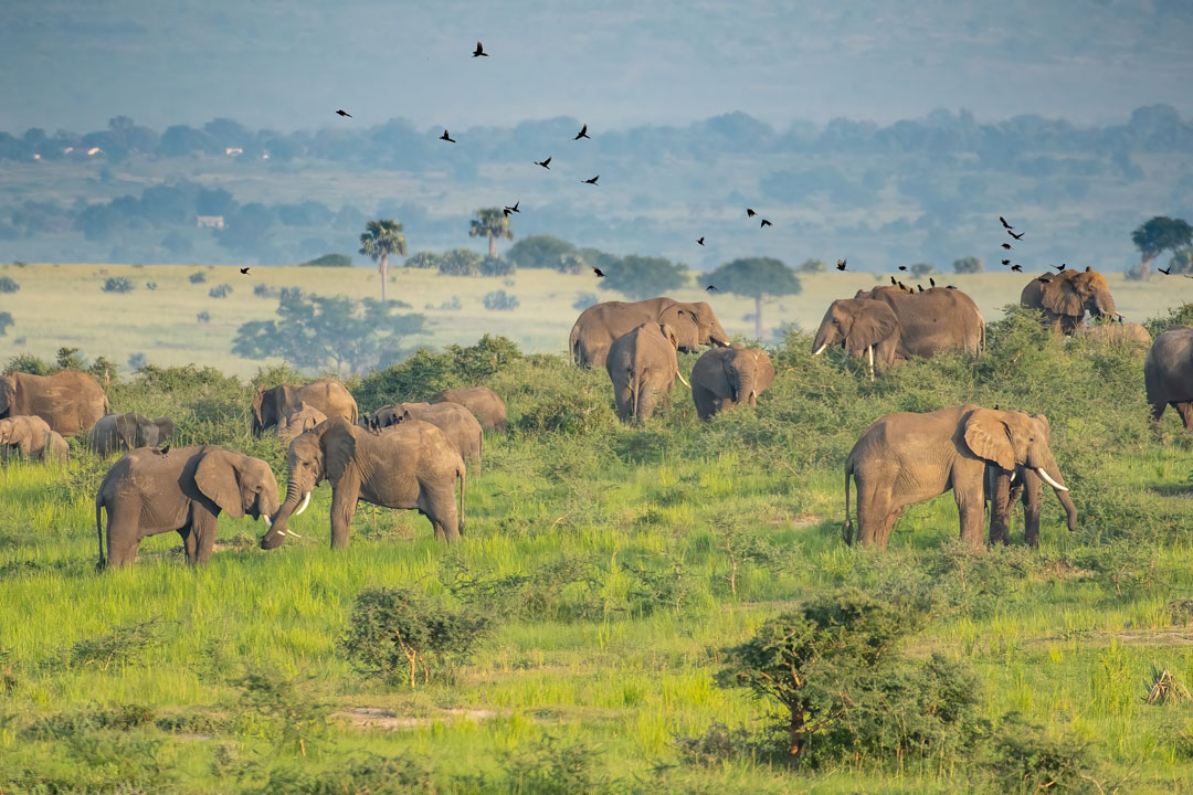 10 Days Immerse In Uganda's Ultimate Wildlife Safari Adventure