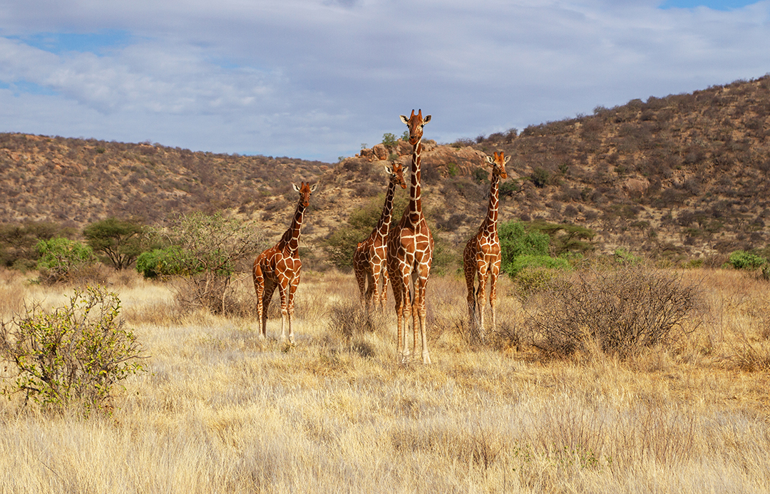 Buffalo Springs National Reserve