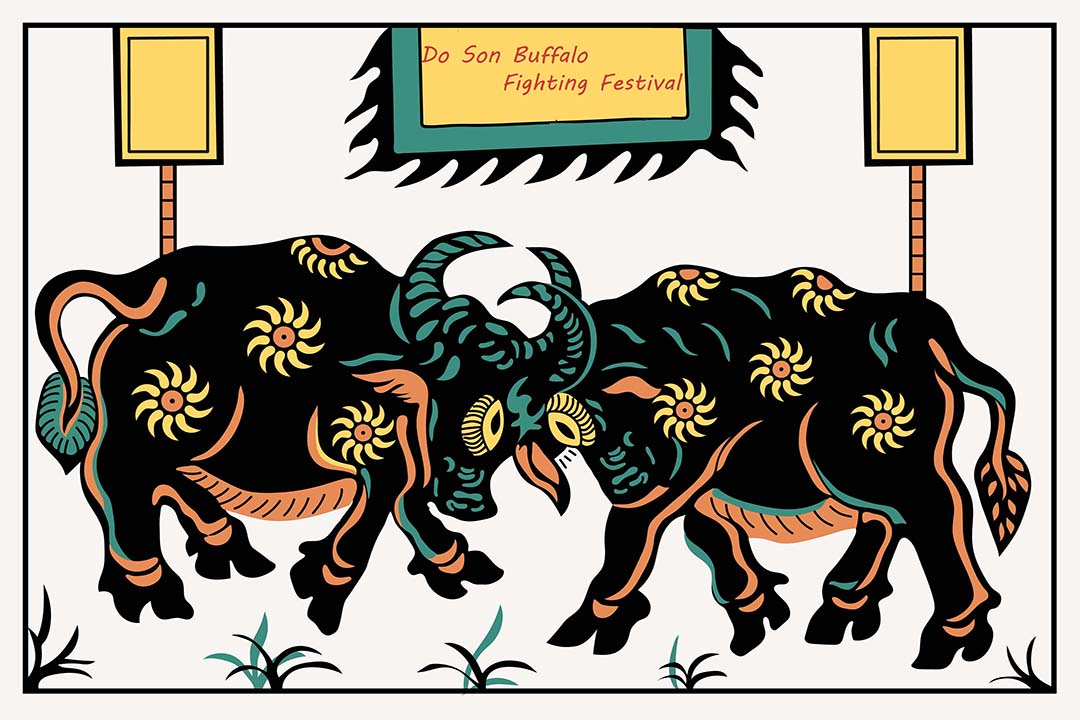 Do Son Buffalo Fighting Festival