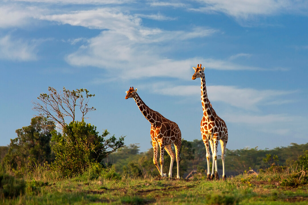 13 Days Kenya Wildlife Safari
